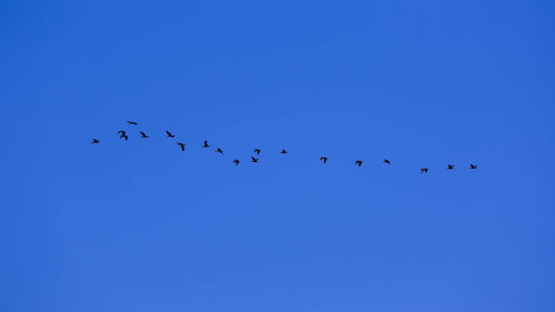 Low angle view of birds flying against clear blue sky