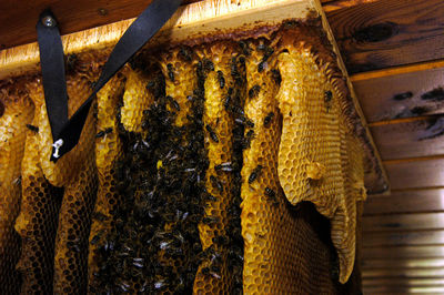 Close-up of bee on wood