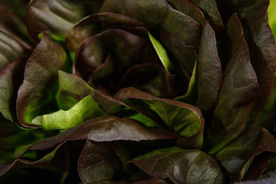 Bunch of fresh lettuce leaves on a dark background. close-up.