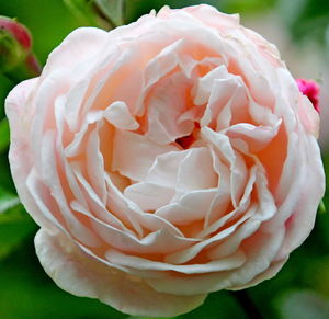 Close-up of pink rose