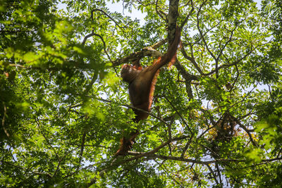 Low angle view of monkey on tree in forest