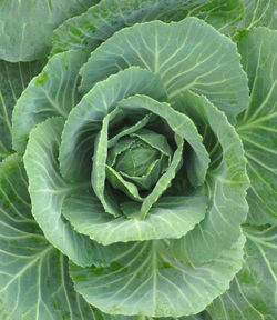 Full frame shot of green leaves