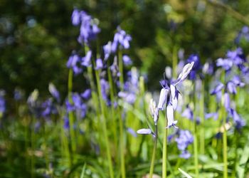 Close-up of purple flowering plant on field