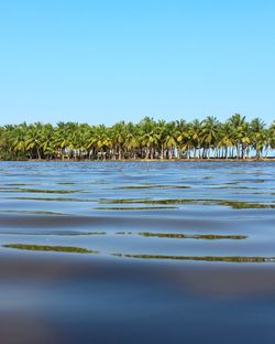 Scenic view of palm trees against clear sky