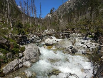 Stream flowing through rocks in forest