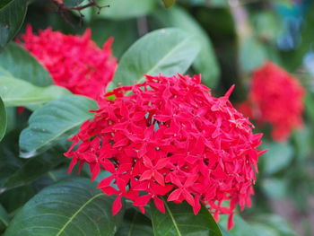 Close-up of red flowers blooming outdoors