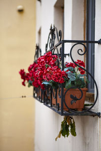 Close-up of potted plant