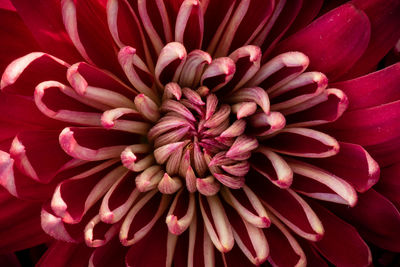 Macro of red and cream mum fills the frame.