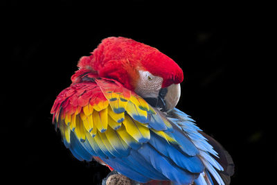 Close-up of a parrot