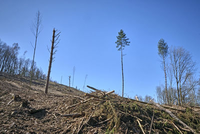 Low angle view of trees on field against clear blue sky