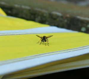 Close-up of insect