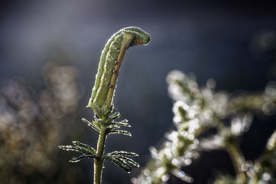 Close-up of caterpillar on plant