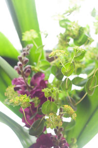 Close-up of plant growing outdoors