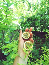 Close-up of hand holding fruit on tree