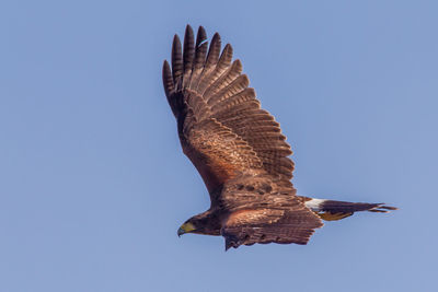 Low angle view of eagle flying against clear blue sky