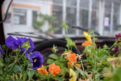 Close-up of fresh yellow flowers blooming in greenhouse