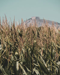 Close-up of corn field against clear sky