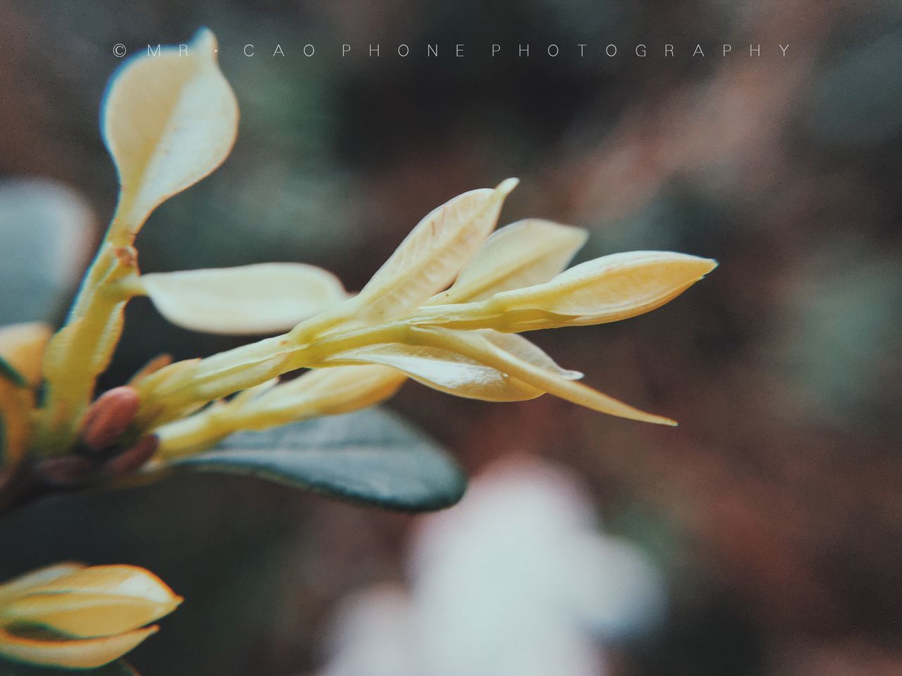 flower, petal, fragility, flower head, freshness, close-up, beauty in nature, growth, blooming, nature, single flower, focus on foreground, plant, in bloom, selective focus, stamen, pollen, blossom, white color, no people