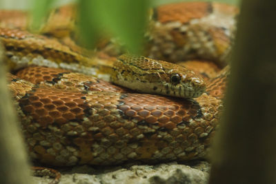 Close-up of lizard