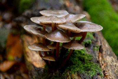 Close-up of mushroom growing on field