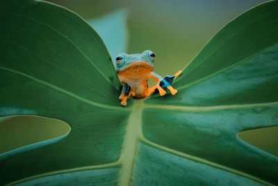 Close-up of frog on plant