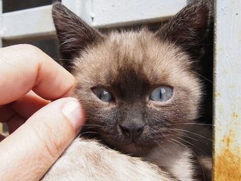 Close-up portrait of kitten