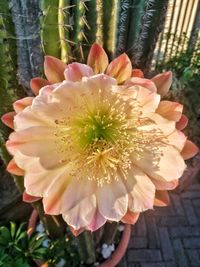 Close-up of cactus flower