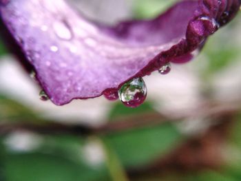 Close-up of wet purple flower