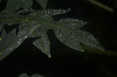 Close-up of wet leaf against black background