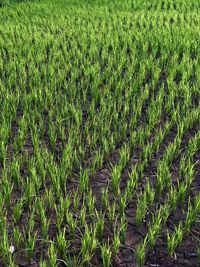 Scenic view of rice field