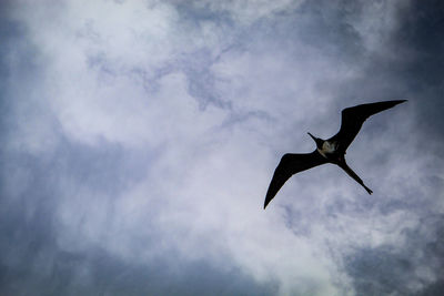 Low angle view of silhouette bird flying against sky