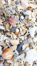 Full frame shot of shells on stones