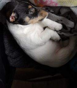 High angle view of puppy on bed