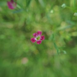 Close-up of pink flower