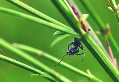 Close-up of insect on leaf