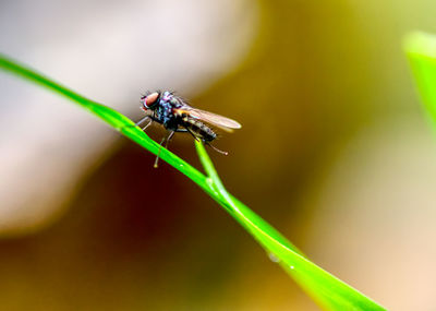 Close-up of insect on plant