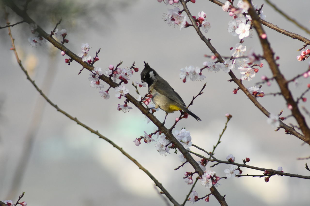 LOW ANGLE VIEW OF CHERRY BLOSSOMS