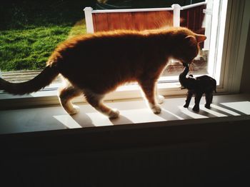 Cat standing by window