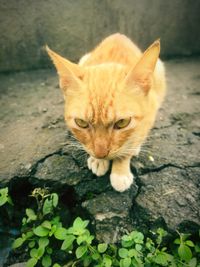 Close-up of ginger cat