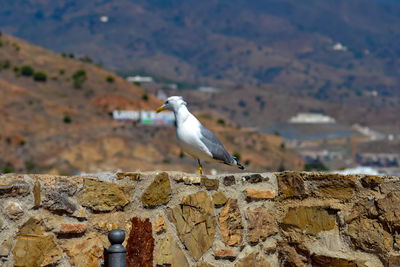 Seagull perching on a wall