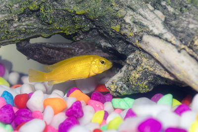 Close-up of fish in water