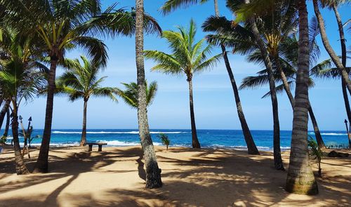 Palm trees on beach against sky