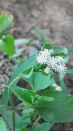 Close-up of white flowers