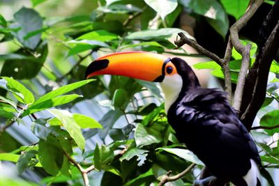 Close-up of bird perching on plant