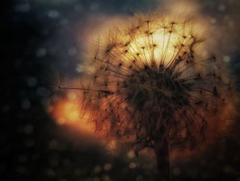 Close-up of dandelion against sky during sunset
