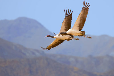 Bird flying against sky