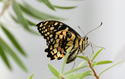 Close-up of butterfly pollinating flower