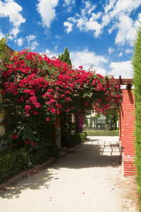 Pink flowering plants in garden against sky