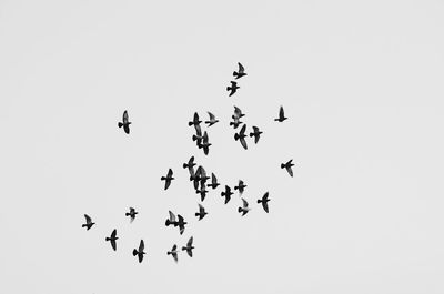 Low angle view of birds flying in sky