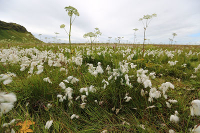 White flowering plants on field against sky